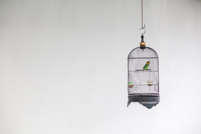 Green bird in a cage hanging from a ceiling in front of a gray background.