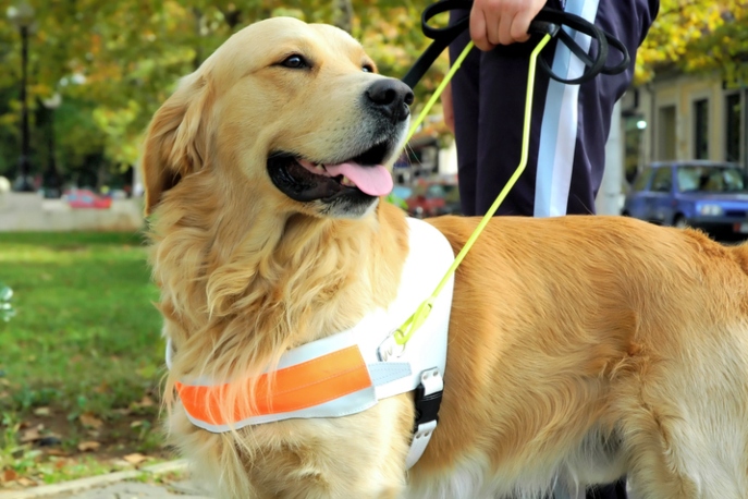 Golden retriever in guide dog harness